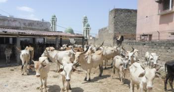 Meat distribution Tabaski