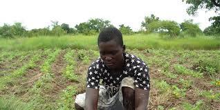 Création d'une ferme école  en Casamance