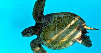 PROTECTION DE LA TORTUE VERTE