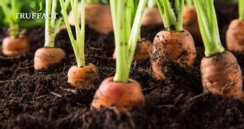 Jardin Dans la Cité