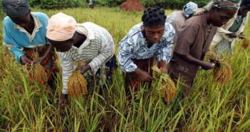 Rice GUEMON and coal bio-based ball of rice