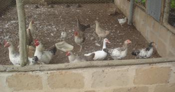 Production et commercialisation des poulets locaux