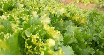 Maraîchage biologique