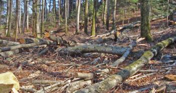 Transformons les cuisines autour de la réserve forestière